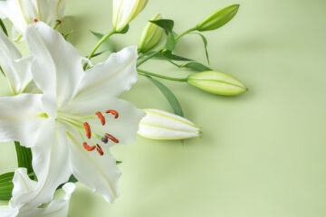 百合の花