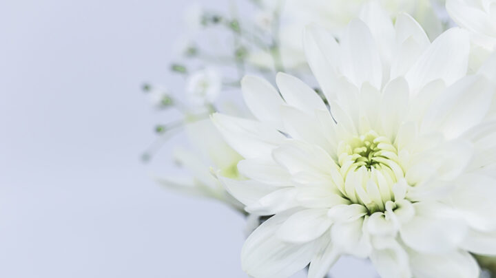 白い菊