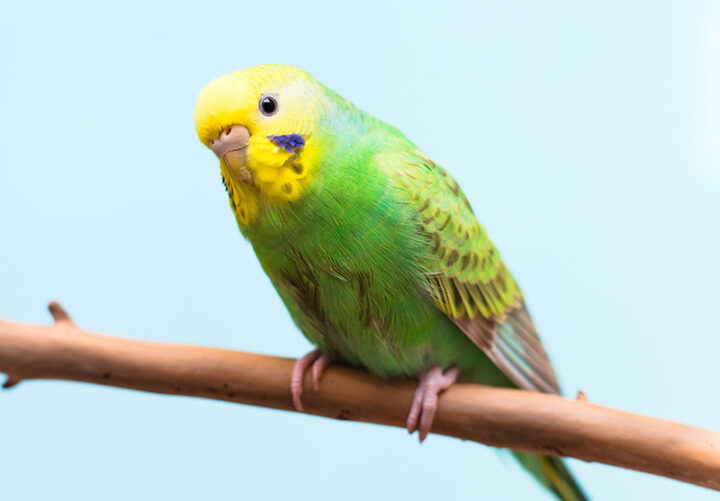 枝にとまるセキセイインコ