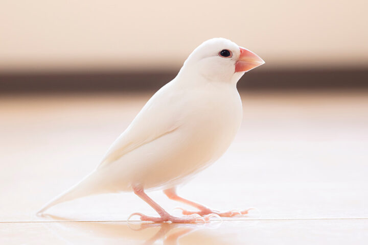 白文鳥のオス