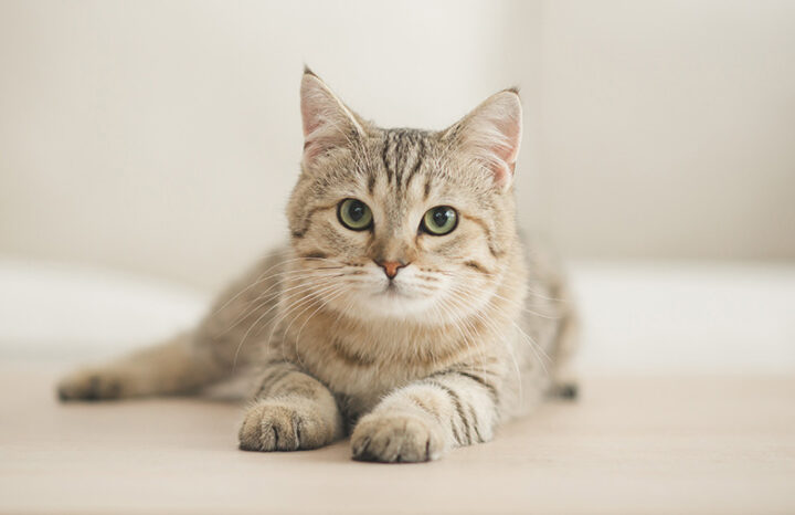 猫