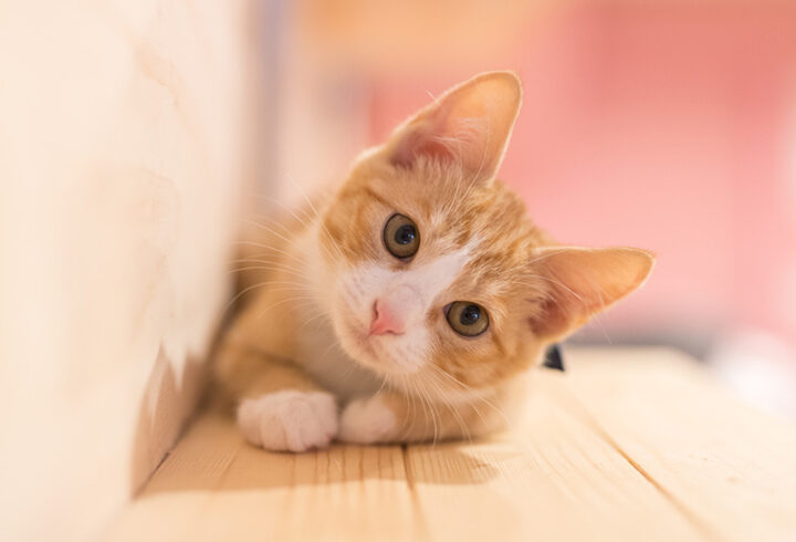 茶虎子猫